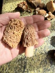 IMG_4188.thumb.JPEG.f13cf68fe31d0d151f70be7d9621b9d7.JPEG