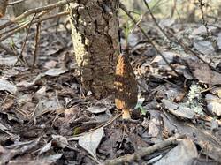 IMG_4258.thumb.JPEG.7e1133ae82d91fa5b89858e2179d7157.JPEG