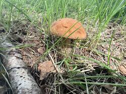 IMG_4557.thumb.JPEG.622d77cf004c454c722132365400b24b.JPEG