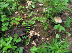 IMG_4787.thumb.JPG.5be985bf25d49b1562909c86aa21250f.JPG