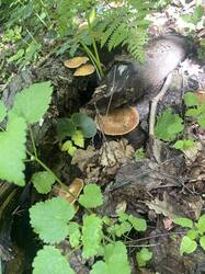 IMG_5590.jpeg