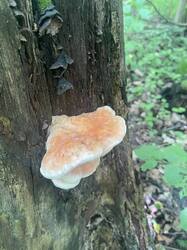 IMG_5591.jpeg