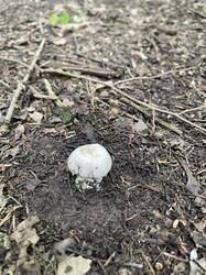 IMG_5593.jpeg
