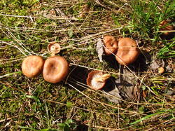 IMG_8067.thumb.JPG.5f273b207bb38cc36992703c0f48f0ef.JPG