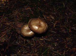 IMG_8071.thumb.JPG.55b6d47ee888e5f3135dead63b6bfce9.JPG
