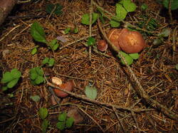 IMG_8078.thumb.JPG.7c0506e9a3e9dec3d6e748e7d4e4947d.JPG