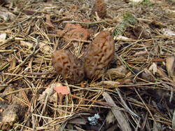 IMG_8086.thumb.JPG.6eaaccb3540bcdac8cf7ba1ce38df876.JPG