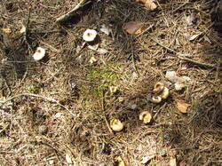 IMG_8111.thumb.JPG.6ef7e92de883011467d051059597ae11.JPG