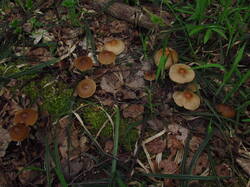 IMG_8128.thumb.JPG.68cc48cbdad512ecd0d927111ffab6a8.JPG