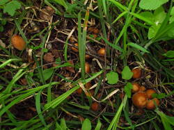 IMG_8230.thumb.JPG.0335cc97815932fcaae0e1275895bcb4.JPG