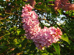 IMG_8275.thumb.JPG.660cd77d3d53a19b06728f7b374a9b87.JPG