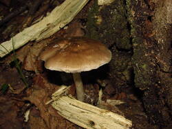 IMG_8293.thumb.JPG.4c494caf4c704b61733580e4030e14b2.JPG