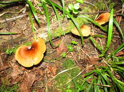 IMG_8302.thumb.JPG.f84887d0e4b99b0a1f935cc51ebf7a5f.JPG