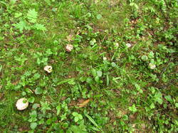 IMG_8328.thumb.JPG.3e52597afad194c10d2474ffe00964c7.JPG