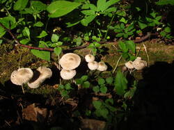 IMG_8343.thumb.JPG.aa635f6d711fcc93a31e843b4ac663f6.JPG