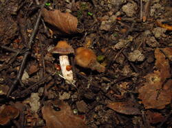 IMG_8356.thumb.JPG.9d30fd731f3e1d638b70ad2e14b4112e.JPG