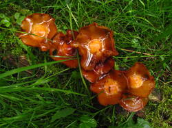 IMG_8383.thumb.JPG.ca4ccbd48eade6ef2df3c5424d4ae498.JPG
