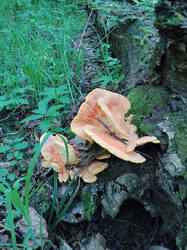 Laetiporus.thumb.jpg.22073d0c103b9e7af7fdabd5e0776c90.jpg