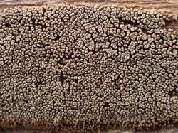 Merismodes_anomala_MS_20260413_01.thumb.jpg.b2050f4f1ff03ab78c6358d5f186922b.jpg