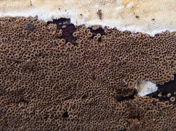 Merismodes_anomala_MS_20260413_02.thumb.jpg.0d811af895a1157cd55d1fc16ba96155.jpg