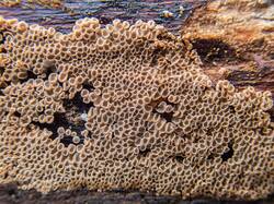 Merismodes_anomala_MS_20260413_03.thumb.jpg.a9557d0f3ceb07a6d2b431e140a29e55.jpg