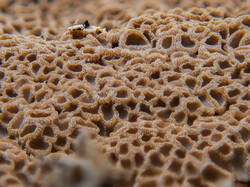 Merismodes_anomala_MS_20260413_05.thumb.jpg.10b404f8c7bf8a07546adf835935bf6a.jpg