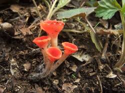 Microstoma_protractum_OK_20170408.thumb.JPG.b7de3b394915e4233b31396fd8dc2d92.JPG