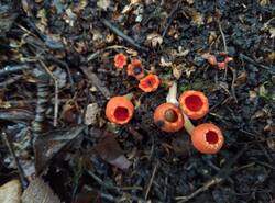 Microstoma_protractum_PDN_20260418_1.thumb.jpg.588889f29e328027457c78ac10780b48.jpg