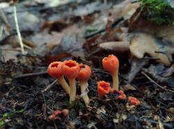 Microstoma_protractum_PDN_20260418_2.thumb.jpg.ed57ba87766cec33d4610ef767250944.jpg