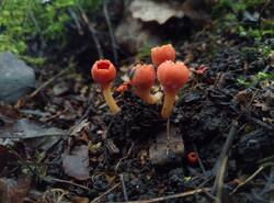 Microstoma_protractum_PDN_20260418_3.thumb.jpg.f1586f3ba2bcdae4b1b77a002ce6a46f.jpg