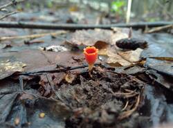Microstoma_protractum_PDN_20260418_4.thumb.jpg.9b8da24a0228ed909e47072ad9b83f06.jpg