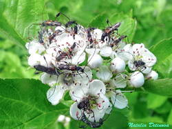 Molorchus_minor_NND_20220602.thumb.jpg.1b1e7dc6dfbde880632a210e326e7159.jpg