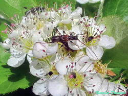 Molorchus_minor_NND_20220604-3.thumb.JPG.20b28b73d8e1217b547dae7ce8c3cf8a.JPG