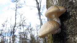 Mucidula_mucida_AWP_20240314.thumb.JPG.f07bcb545879d9ef4a1ecc080812beca.JPG