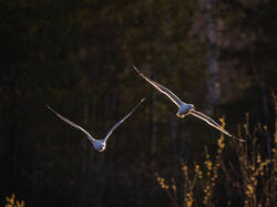 P4251697-ORF_DP_XD.jpg