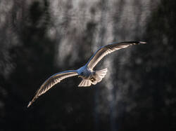 P4251863-ORF_DP_XD.jpg
