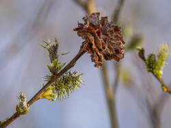 P4252481-ORF_DP_XD.jpg