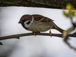 P5016886-ORF_DP_XD.jpg