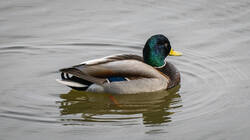 P5017390-ORF_DP_XD.jpg