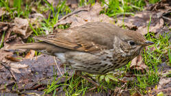 P5019110-ORF_DP_XD.jpg