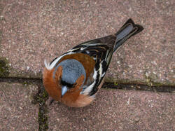 P5019367-ORF_DP_XD.jpg