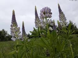 PXL_20260530_133547665.jpg