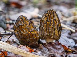 _5091128-ORF_DP_XD.jpg