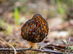 _5091177-ORF_DP_XD.jpg