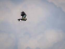 _5162612-ORF_DP_XD.thumb.jpg.01df4a852307d7b37cc4717bdb355a28.jpg