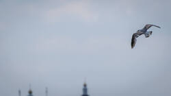 _5163651-ORF_DP_XD.thumb.jpg.aa6acc69f8496669f98e5d8370cc1d74.jpg