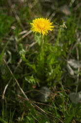 _9448.thumb.jpg.cb40295a40f9f5df2f6a415e0c54a496.jpg