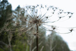_9507.thumb.jpg.a84a0a05633201fe057b23712c388f47.jpg