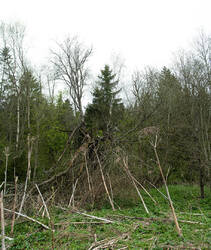 _9515_stitch.thumb.jpg.ab07e6e6b95cbee439bd2a9db730b3a7.jpg