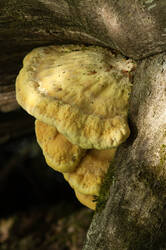 _9966.thumb.jpg.71fa5ad2a6e2f95546554f886ddf2a44.jpg